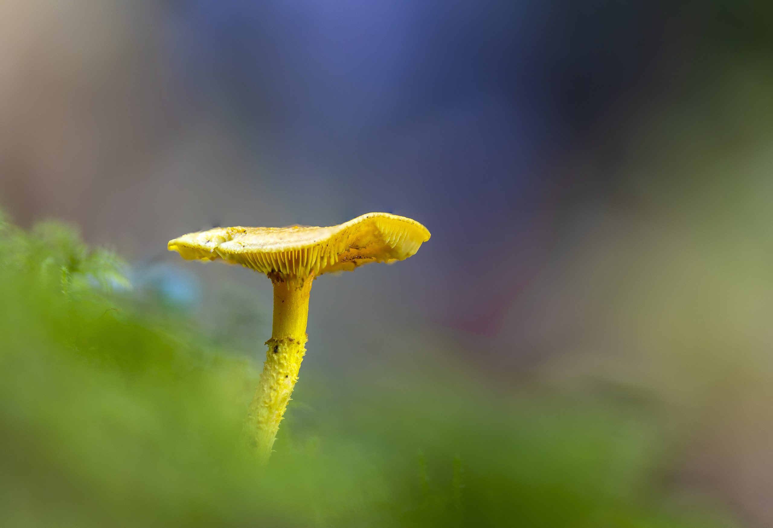 panorama_sin_ti-tulo-1-2