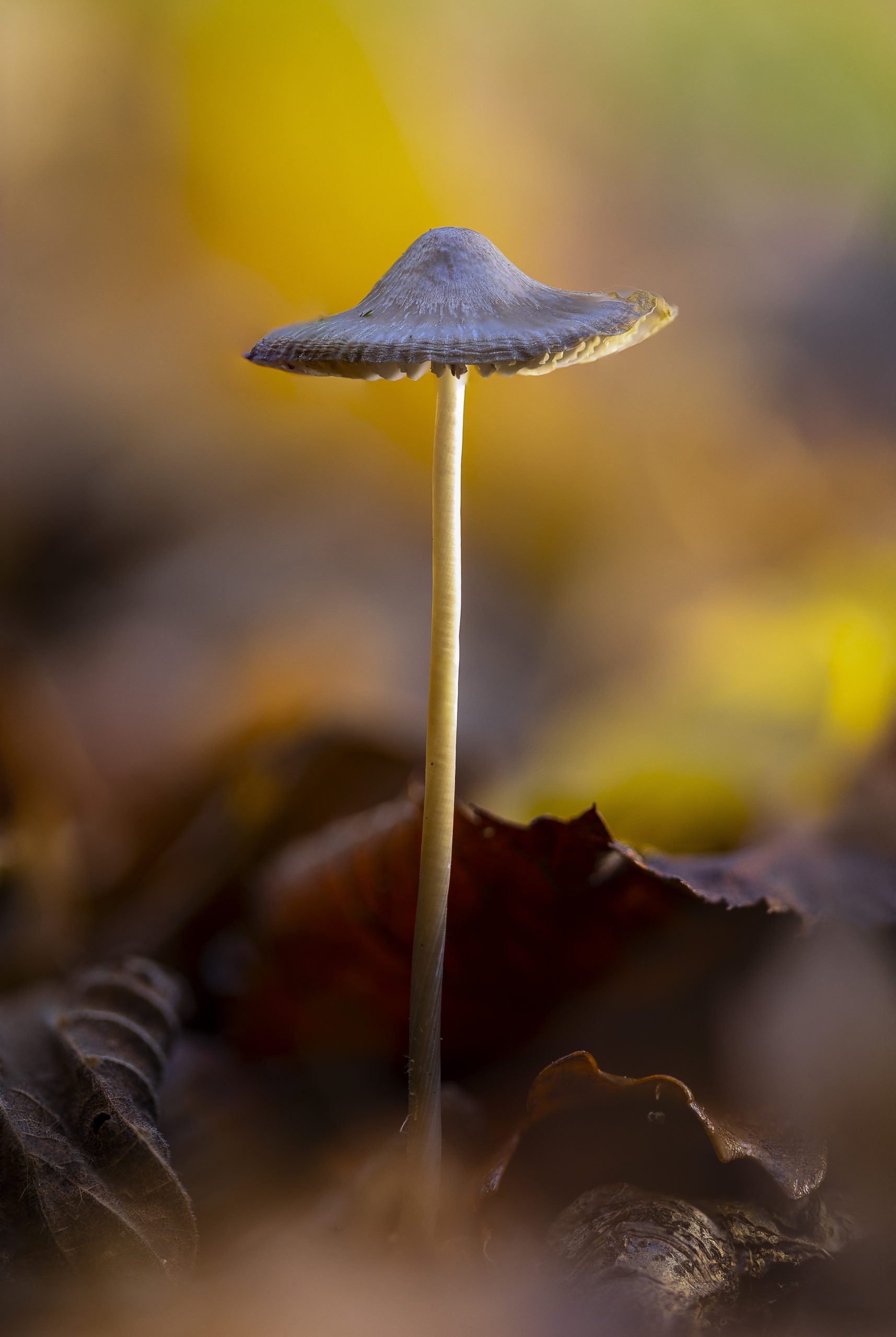 Panorama_sin_título-2